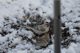 Image of Arctic Redpoll