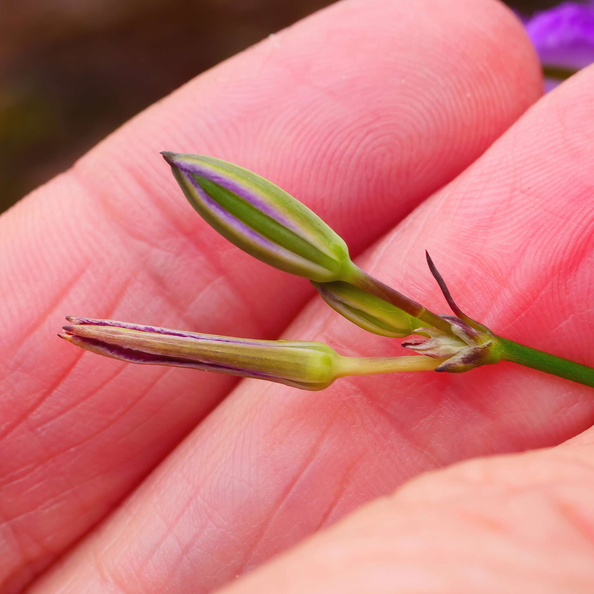 Image of Thysanotus tuberosus subsp. tuberosus