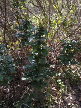 Image of Mahonia