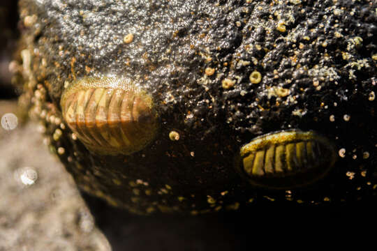 Image of blue green chiton