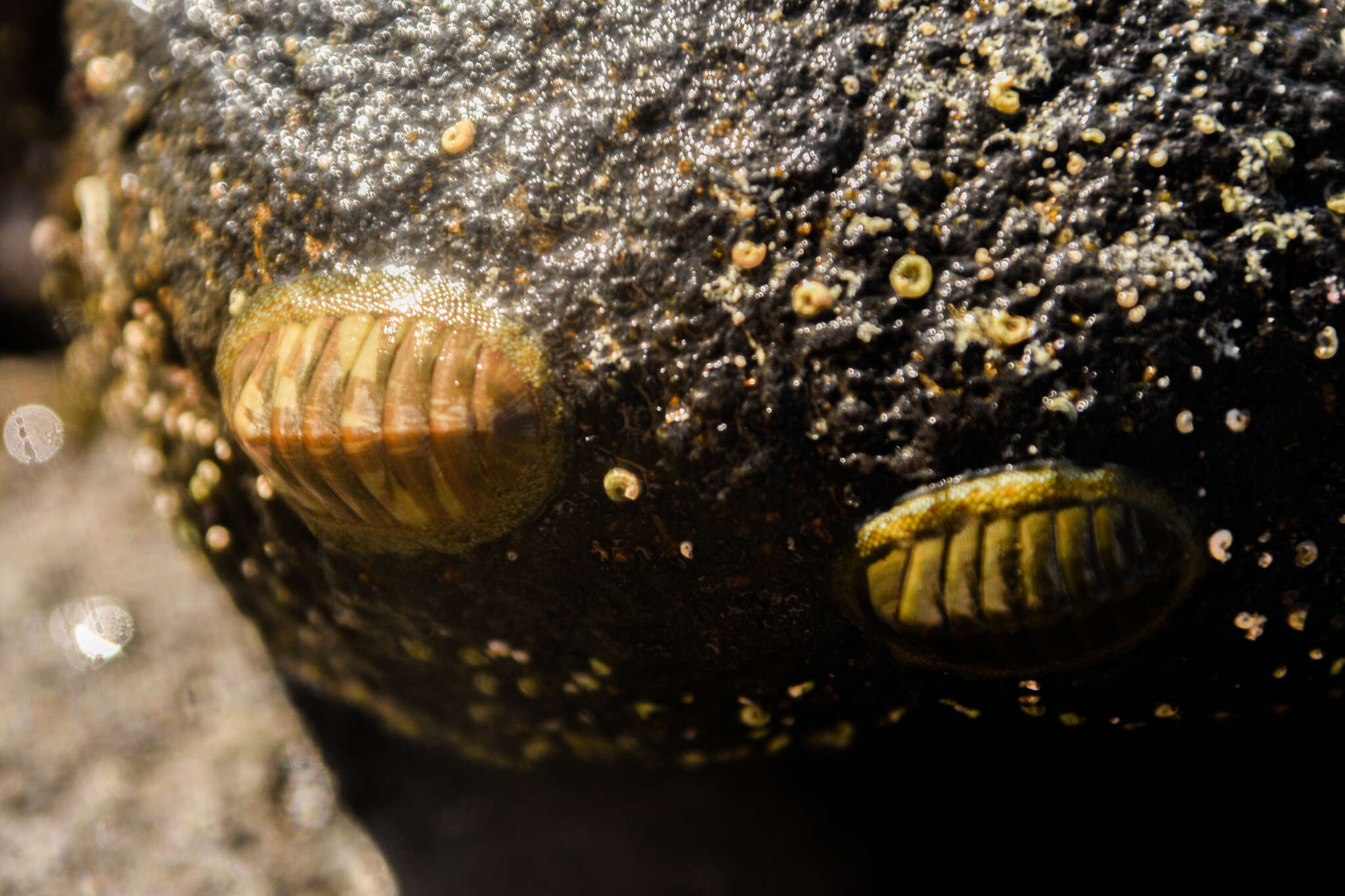 Sivun Chiton glaucus Gray 1828 kuva