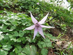 Image of Erythronium japonicum Decne.