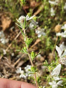 صورة Calycadenia fremontii A. Gray