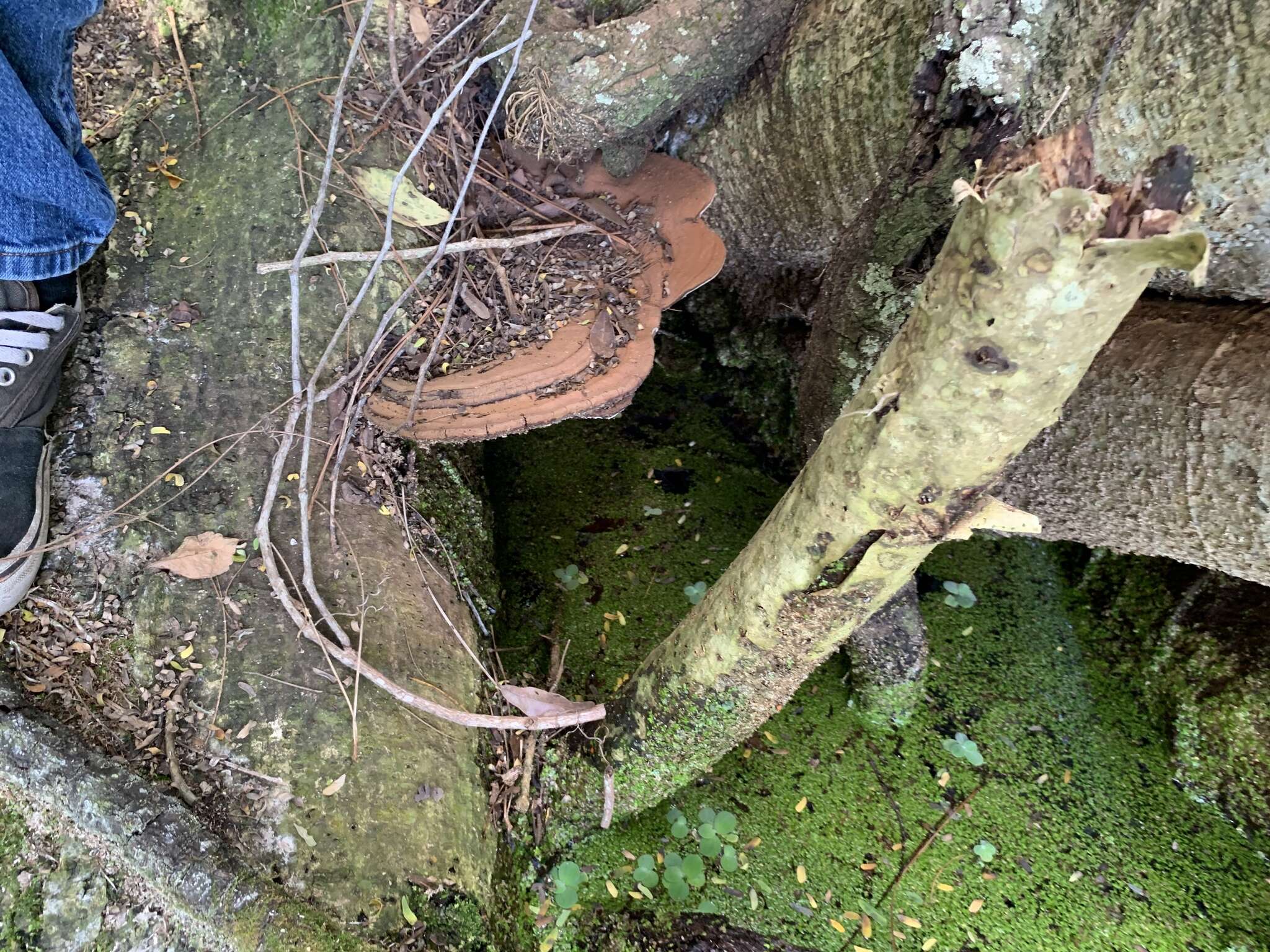 Image of Ganoderma zonatum Murrill 1902