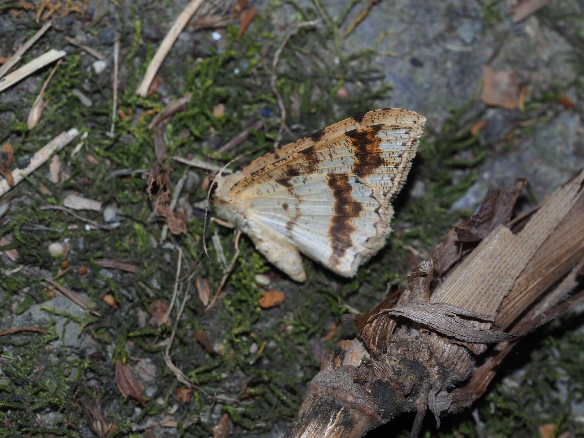 Image of Luxiaria costinota Inoue 1978