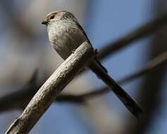 صورة Aegithalos caudatus siculus (Whitaker 1901)