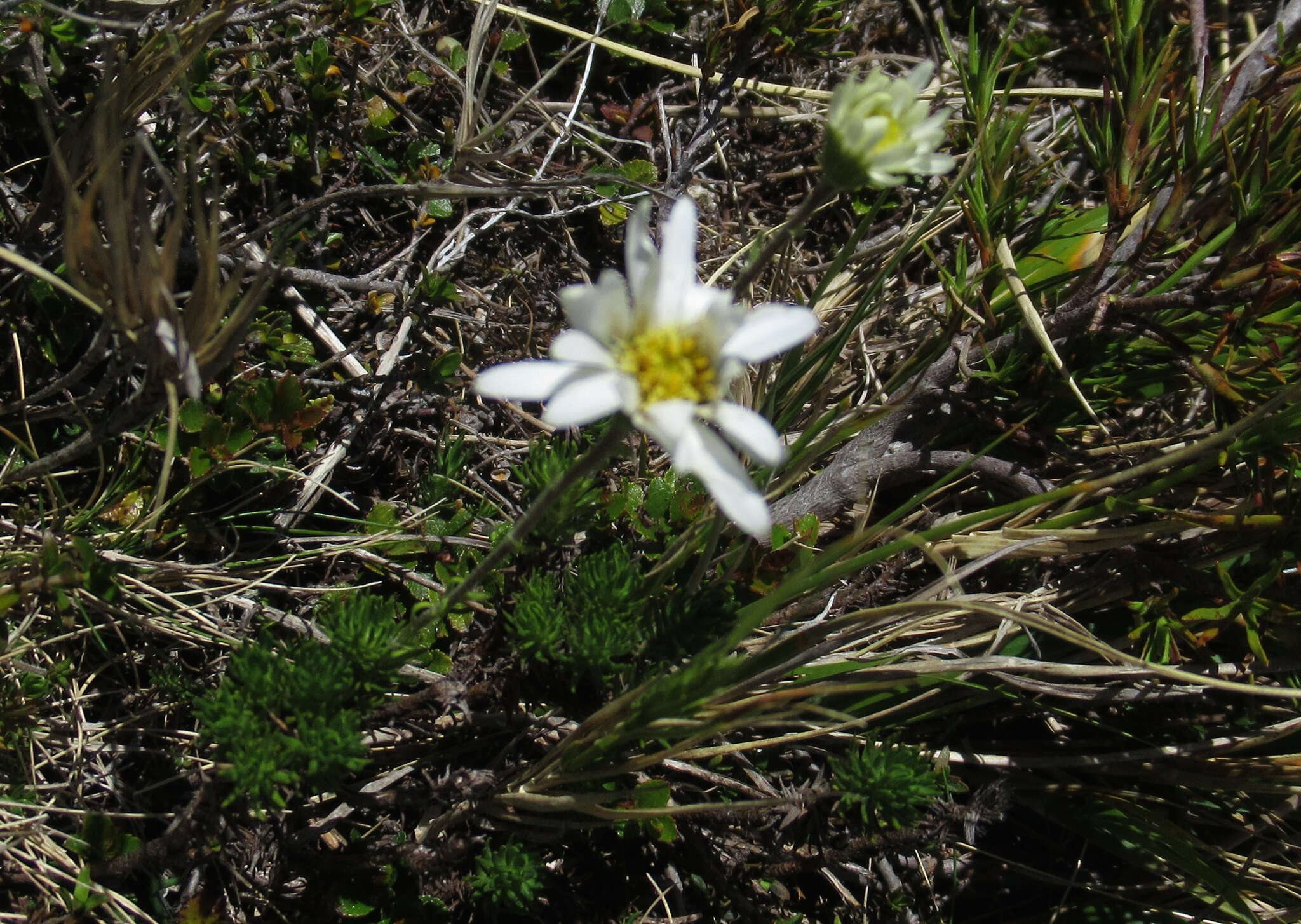 Plancia ëd Celmisia lateralis J. Buch.