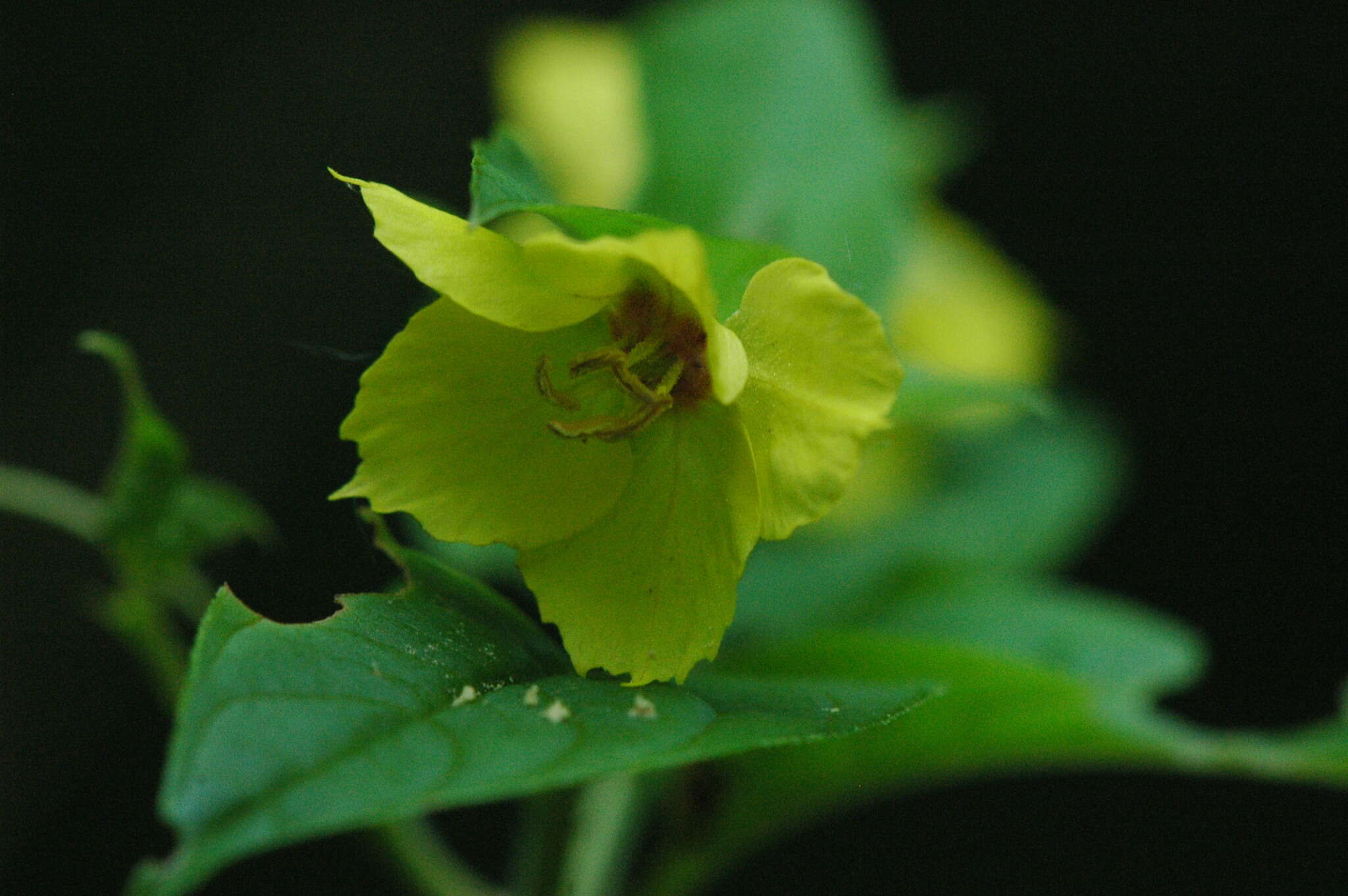 Image of fringed loosestrife