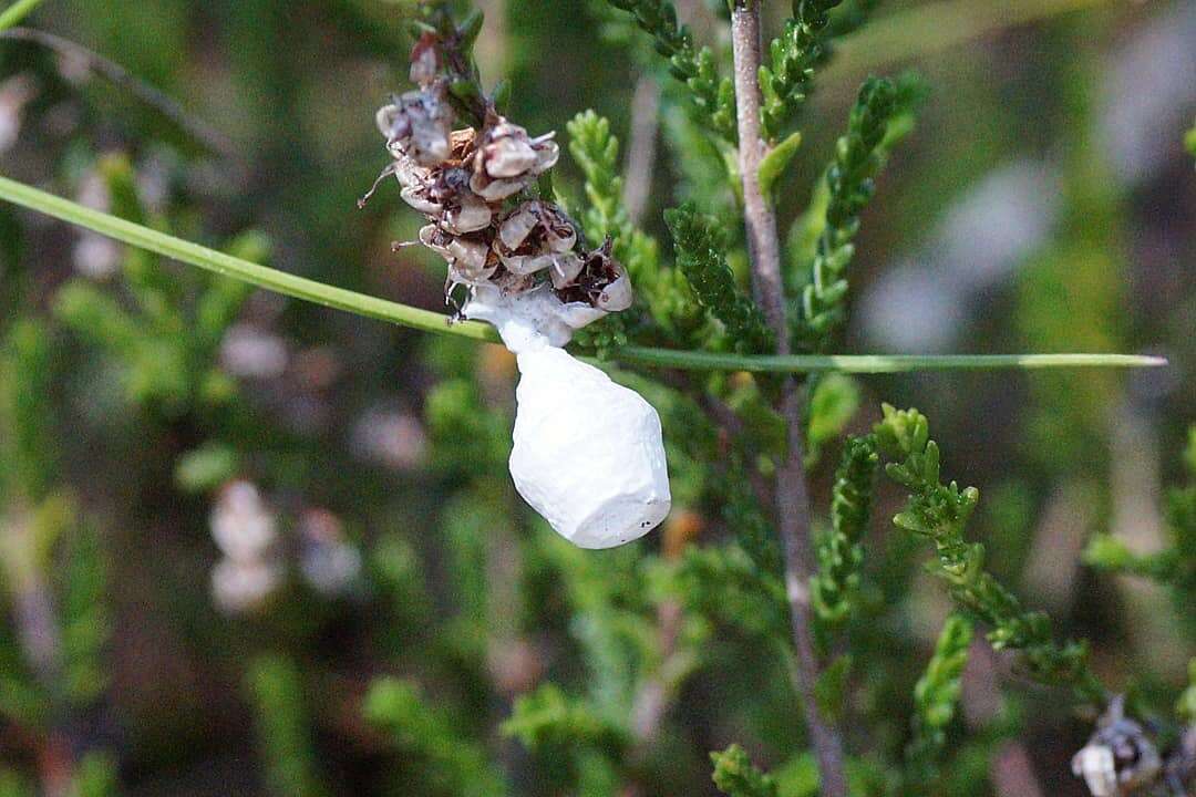 Image of Agroeca brunnea (Blackwall 1833)