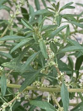 Imagem de Amaranthus obcordatus (Gray) Standl.