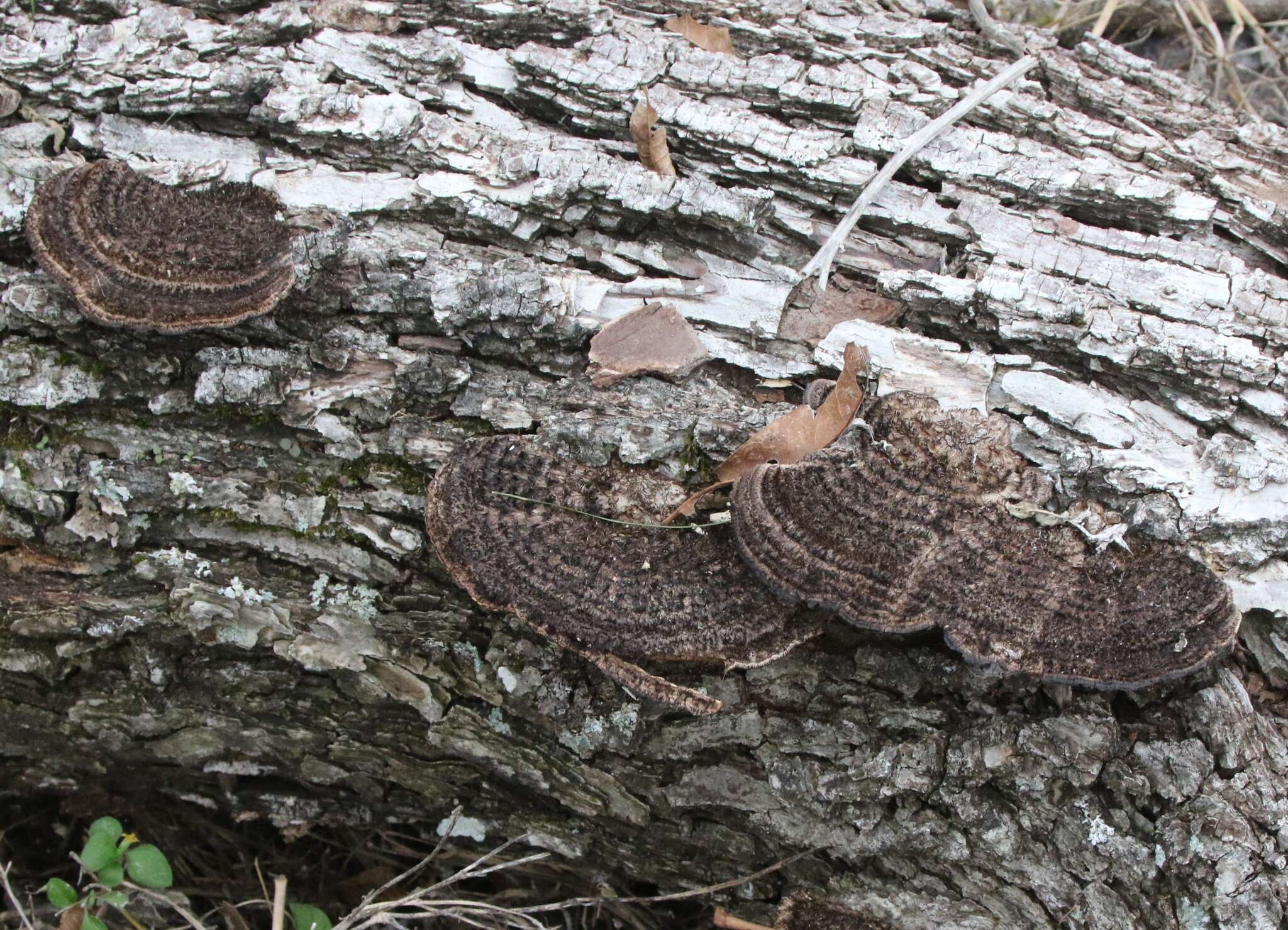 Image of Hexagonia hydnoides (Sw.) M. Fidalgo 1968