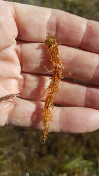 Image of sphagnum