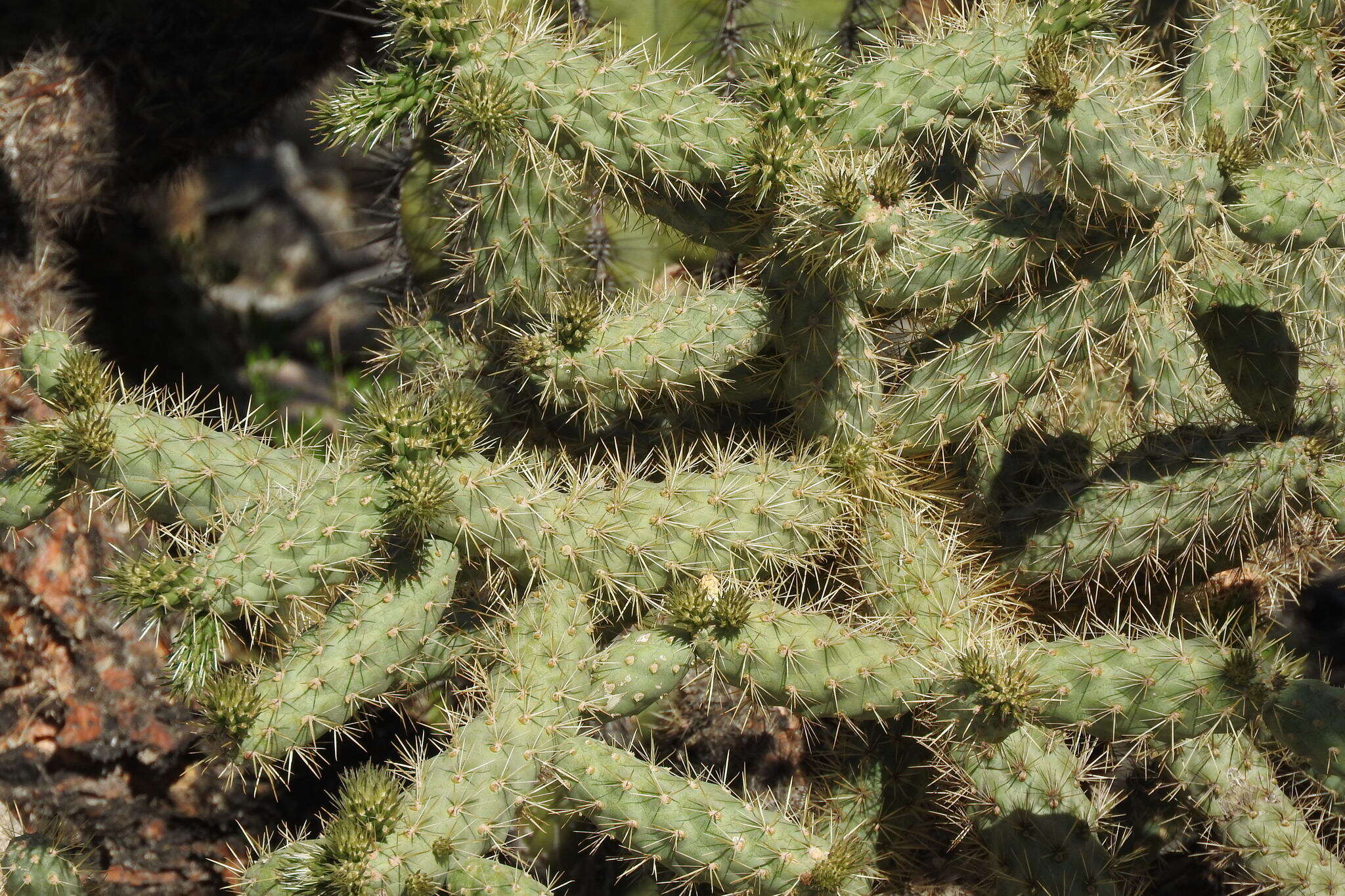 Image of Cylindropuntia alcahes var. alcahes