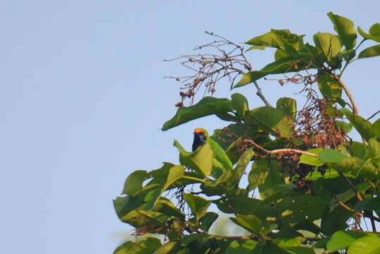 Image of Golden-fronted Leafbird