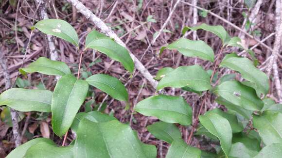 Image of Ripogonum brevifolium Conran & Clifford