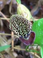 Image de Aristolochia chiquitensis Duch.