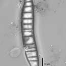 Image of Epithemia adnata (Kützing) Brébisson 1838