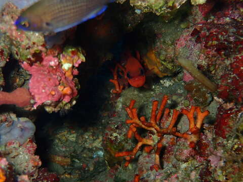 Image of Cardinal Fish