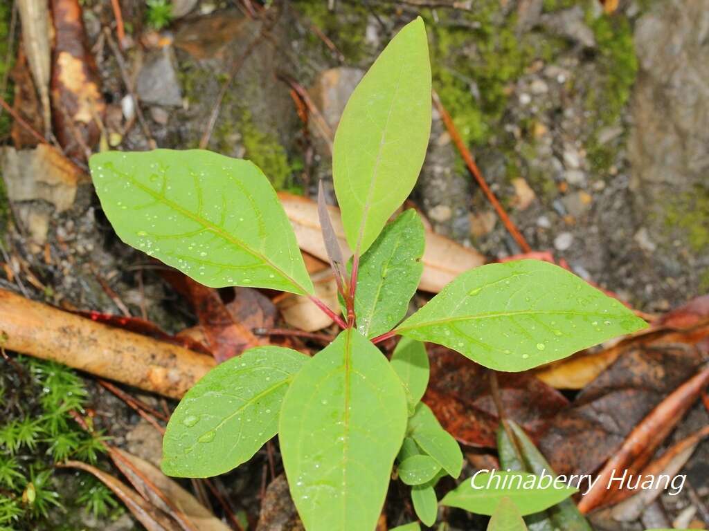 Sassafras randaiense (Hayata) Rehder resmi