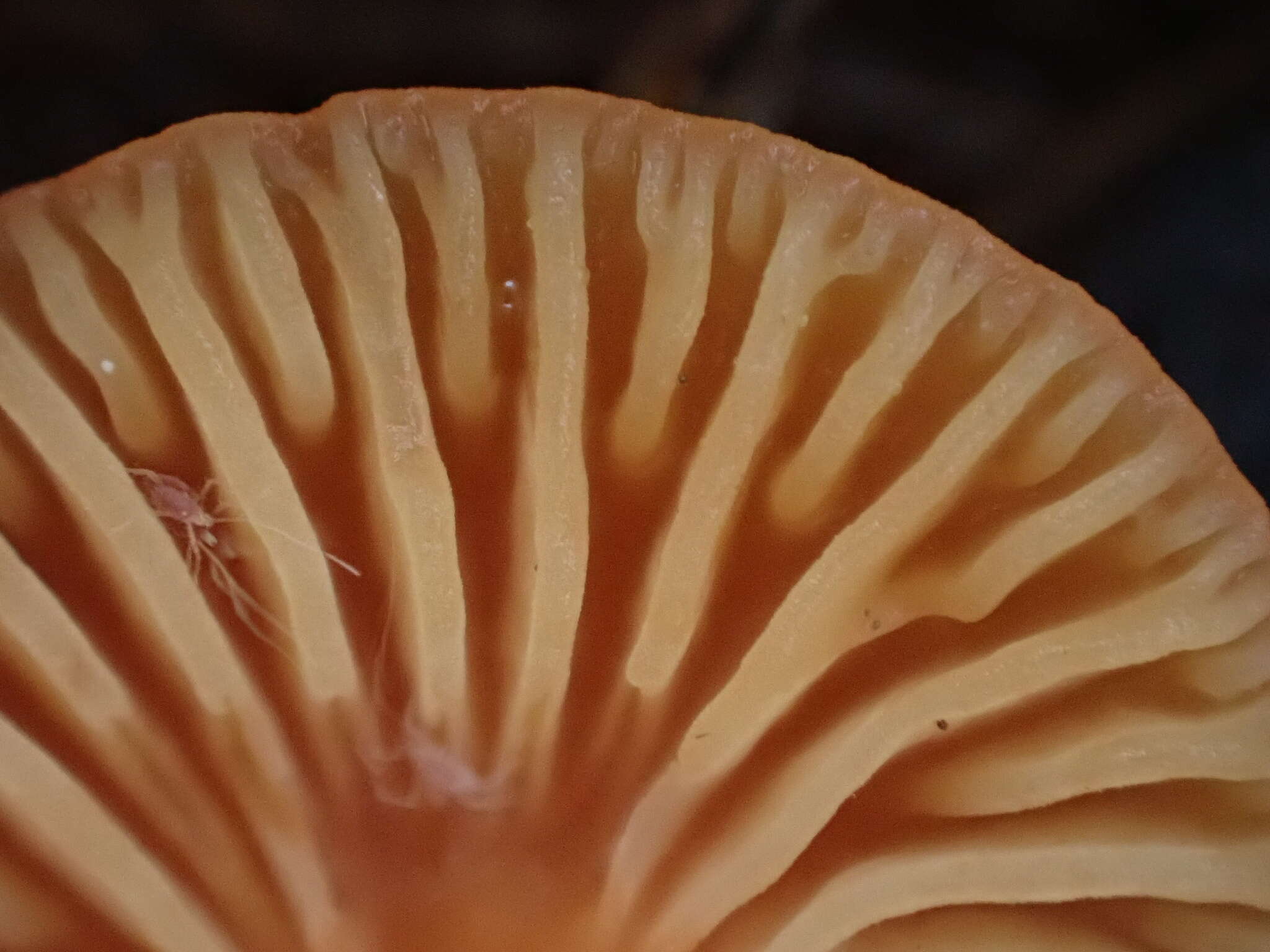 Plancia ëd Hygrocybe suzukaensis (Hongo) Hongo 1982