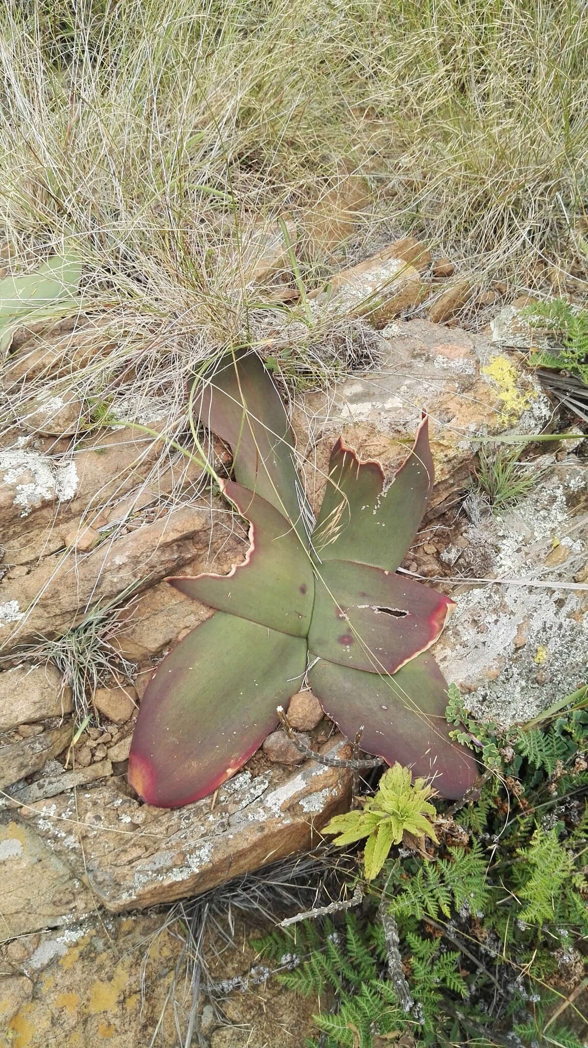 Image of Brunsvigia radulosa Herb.