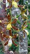 Image of Oncidium maculatum (Lindl.) Lindl.