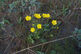 Image of Turner's buttercup