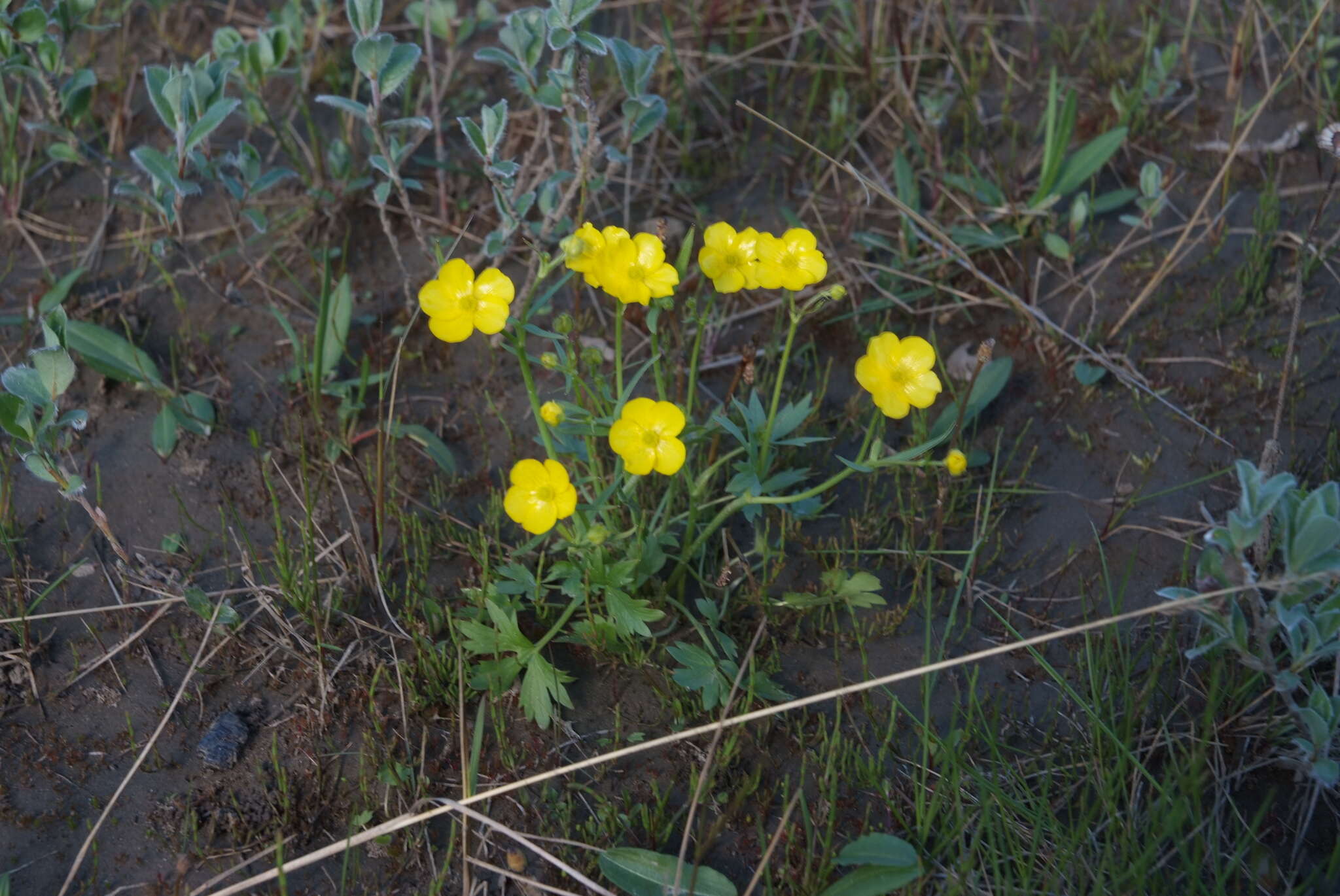 Image of Turner's buttercup