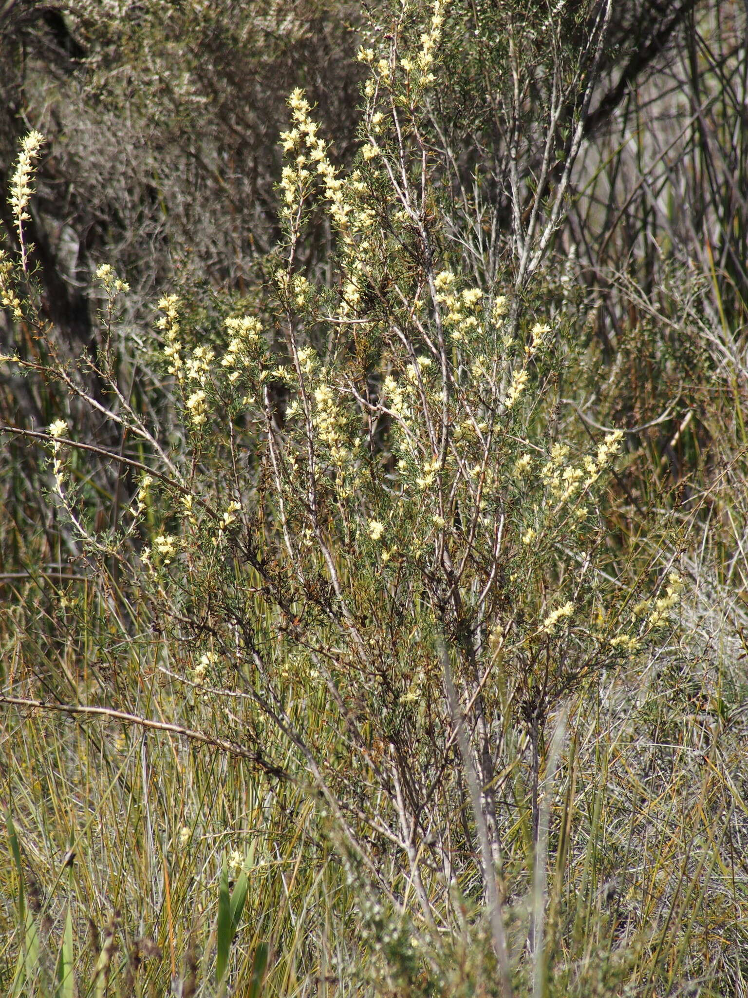 Image of Petrophile squamata R. Br.