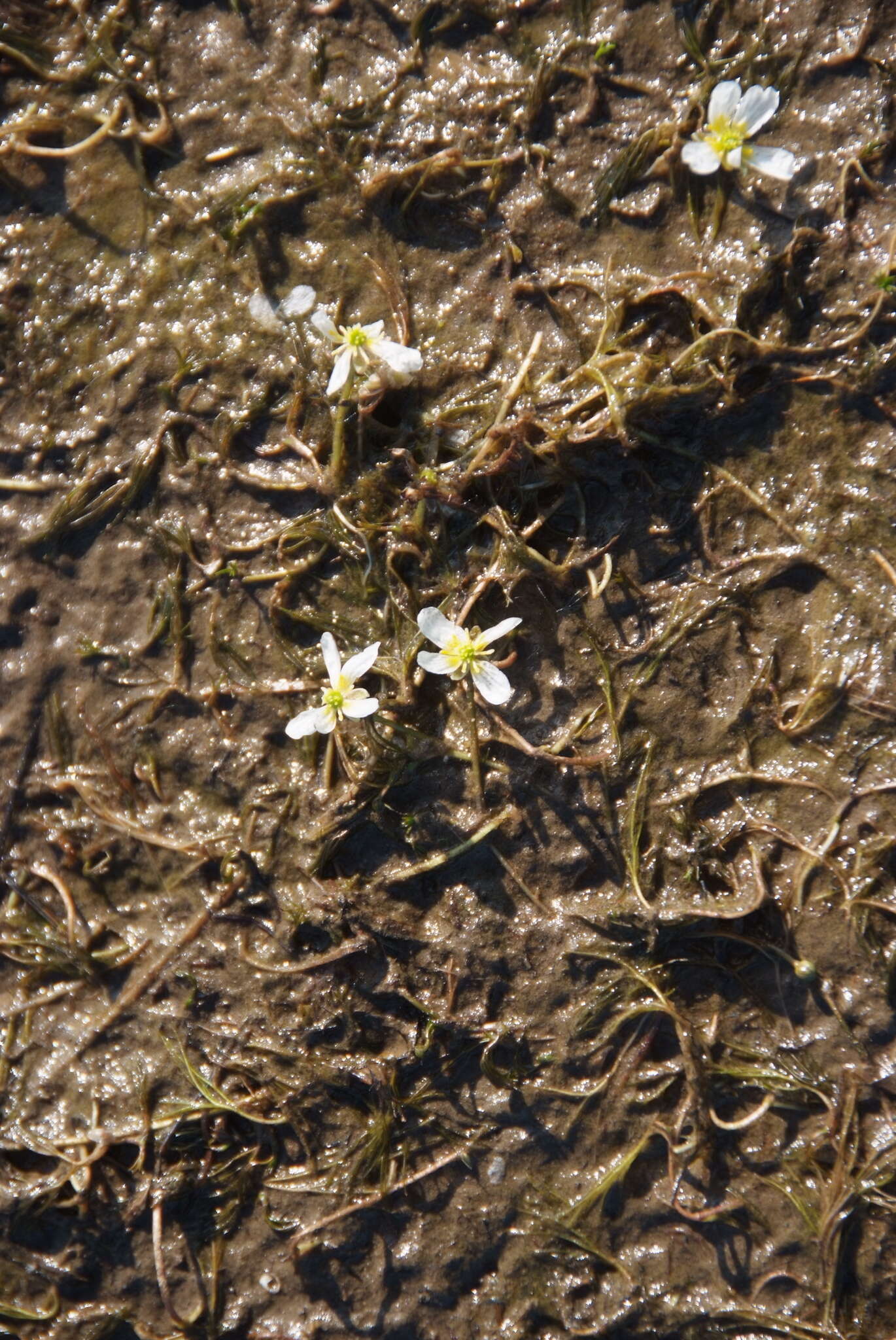 Image of Panarctic Water-Crowfoot