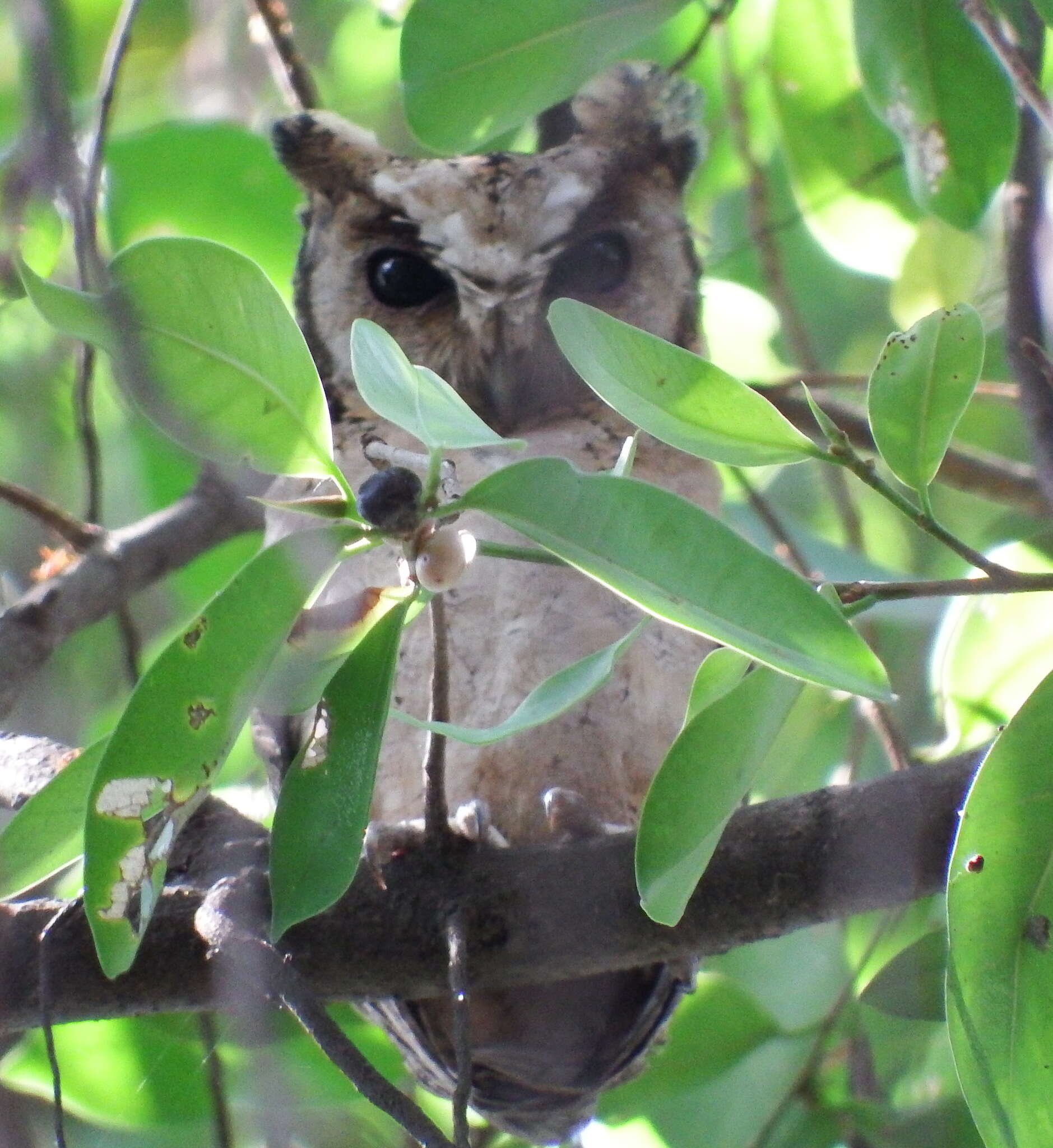 صورة Otus lettia (Hodgson 1836)