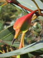 Image of Eucalyptus dolichorhyncha (Brooker) M. I. H. Brooker & S. D. Hopper