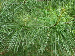 Image of Korean Pine