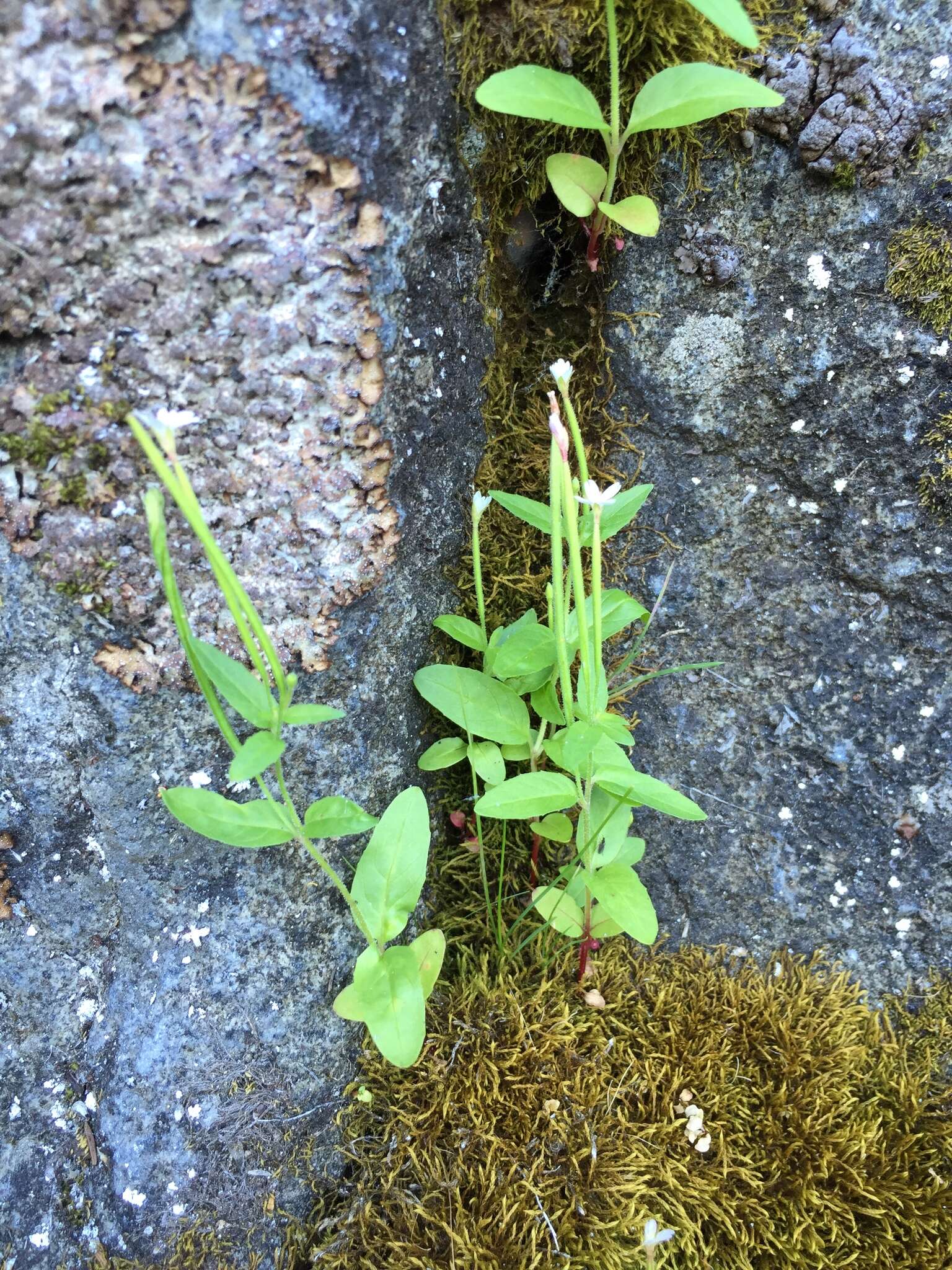 Image of Hornemann's Willowherb