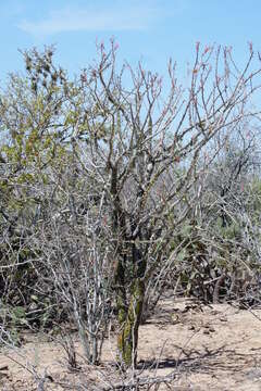 Imagem de Fouquieria diguetii (van Tiegh.) I. M. Johnston