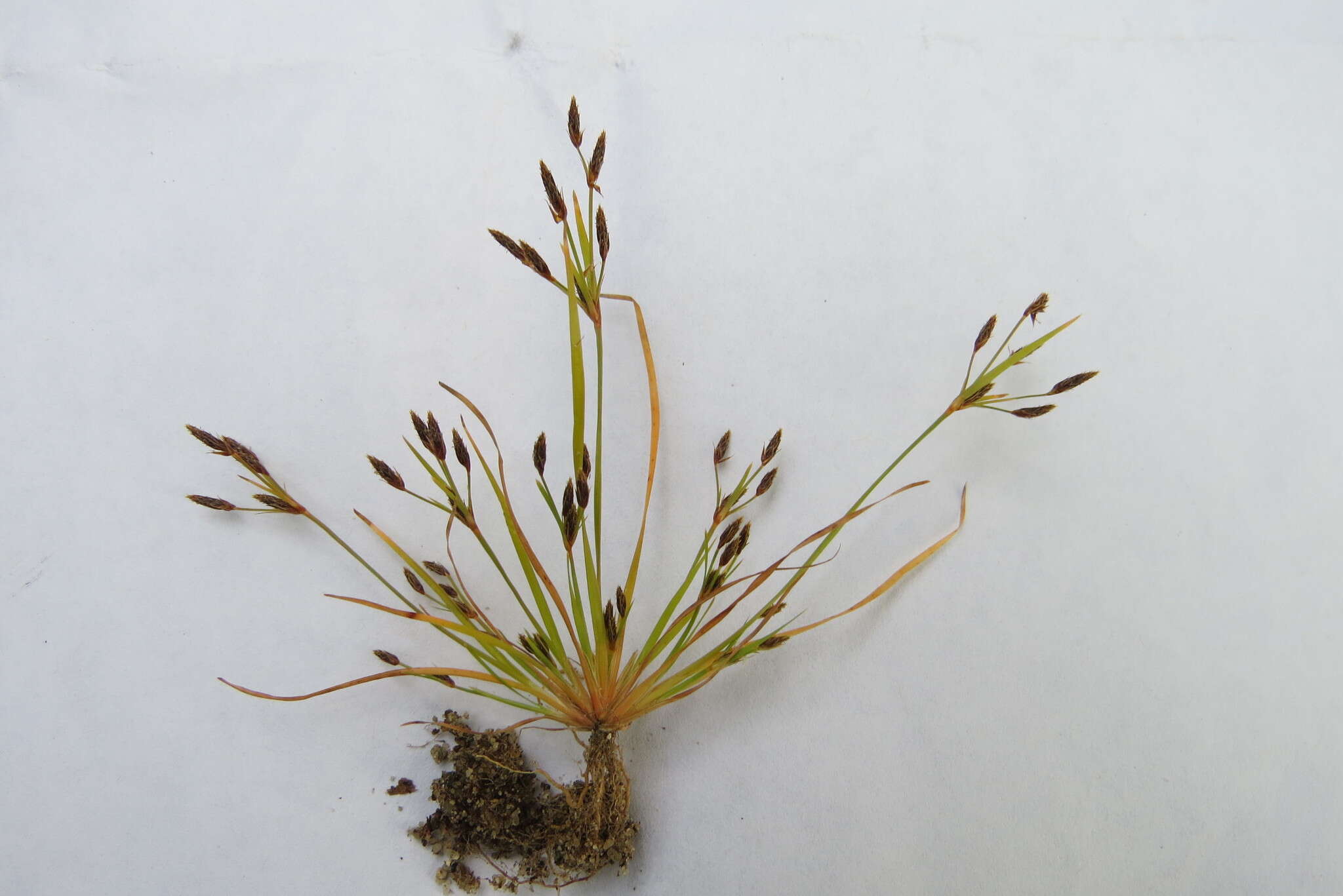 Слика од Fimbristylis autumnalis (L.) Roem. & Schult.