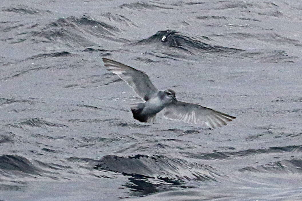 Image of Antarctic Prion