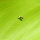 Image of Chloropid fly