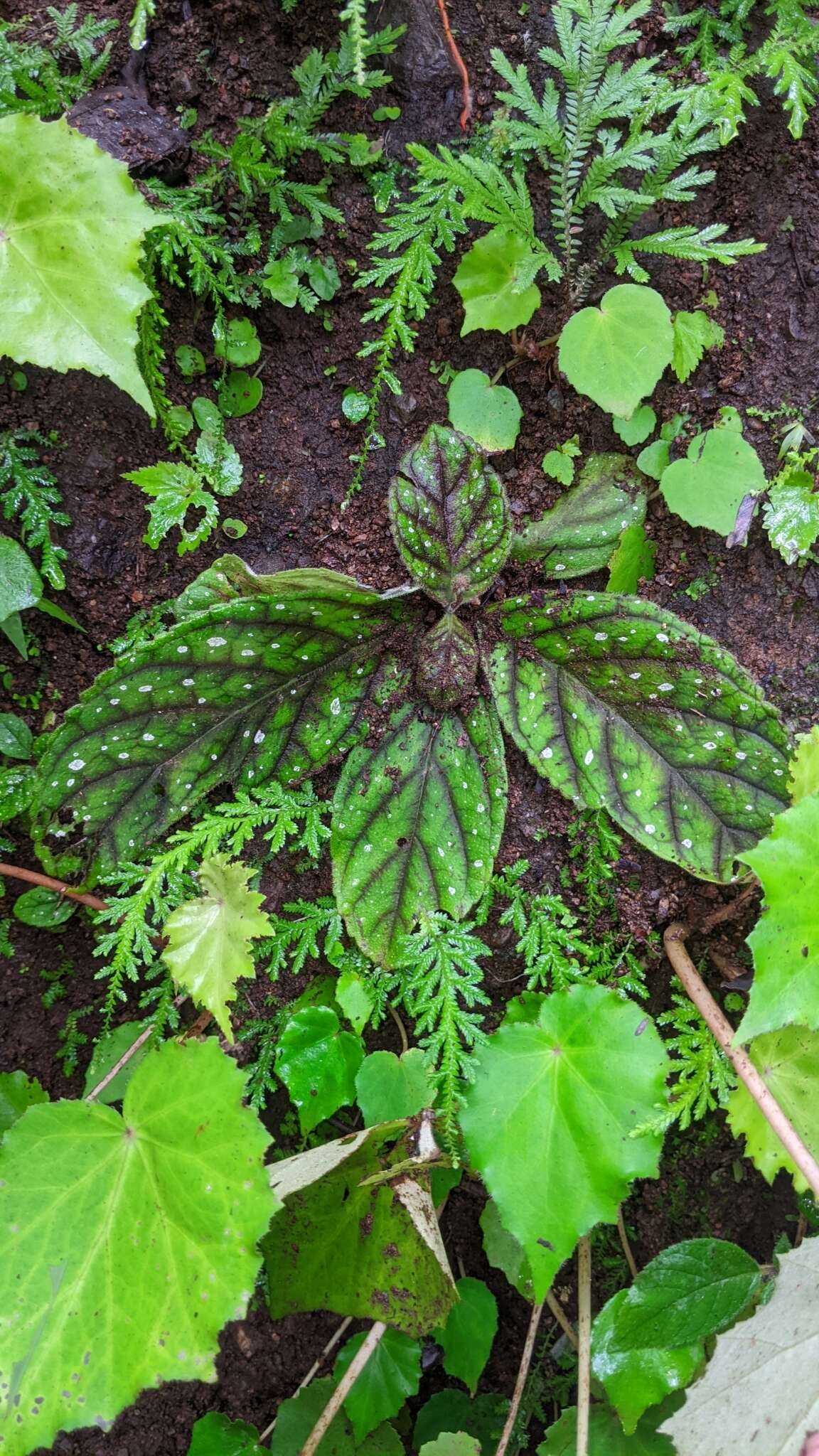 Image of Gloxinia erinoides (DC.) Roalson & Boggan