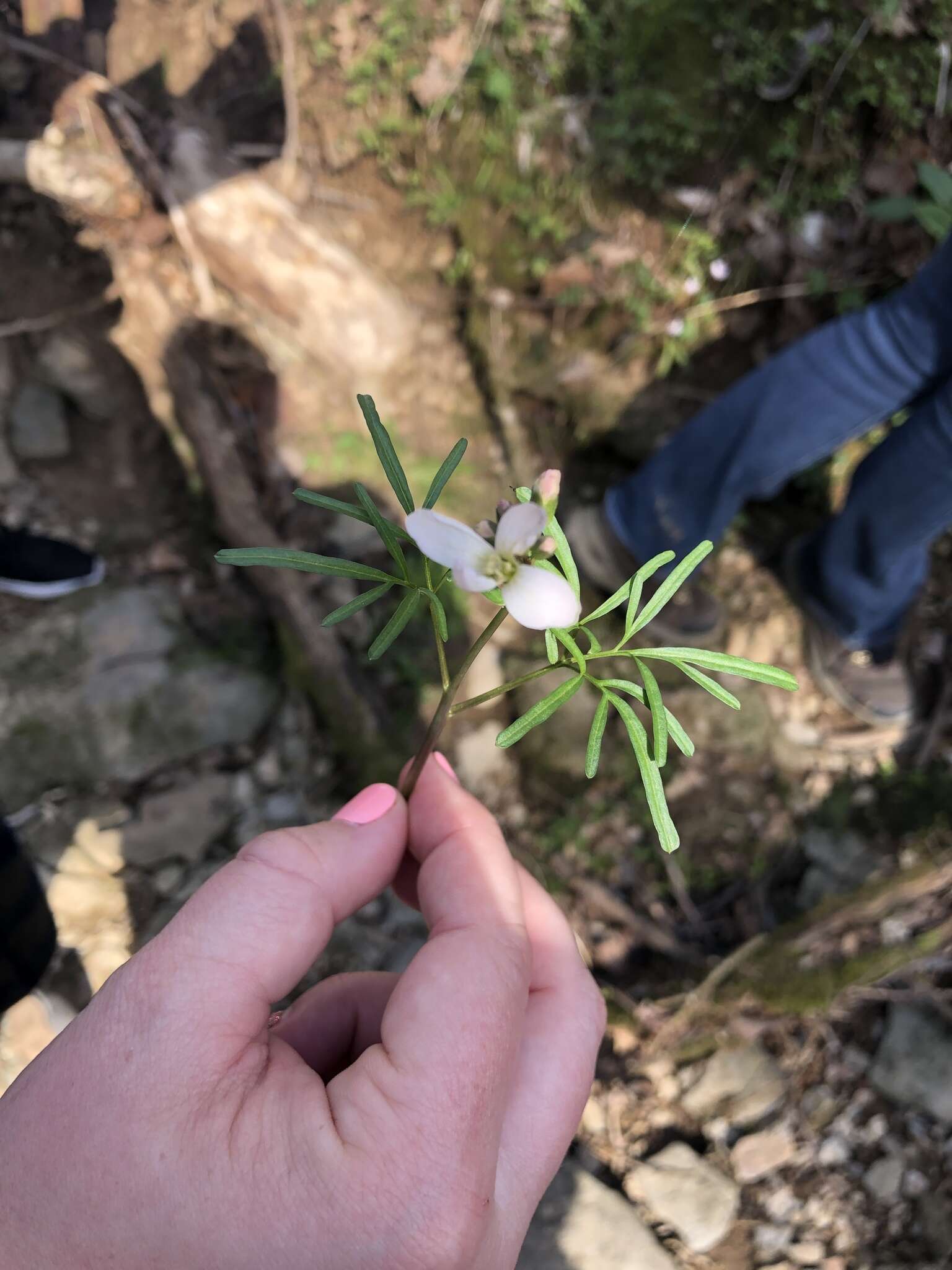 Image de Cardamine dissecta (Leavenw.) Al-Shehbaz