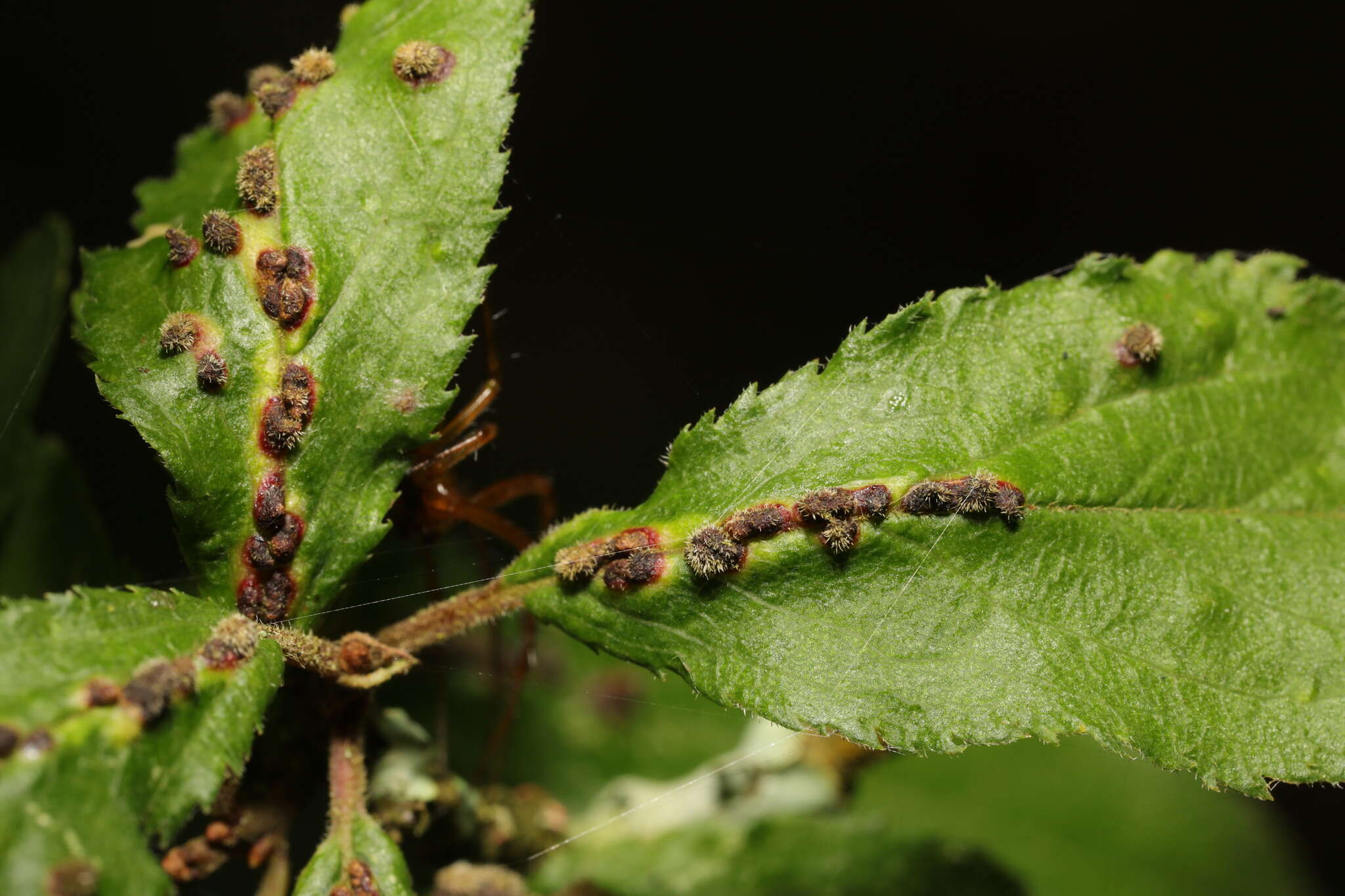 Image of <i>Eriophyes homophyllus</i>