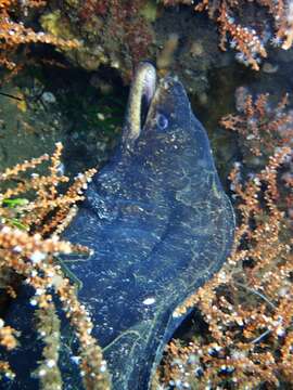 Image of False spotted moray