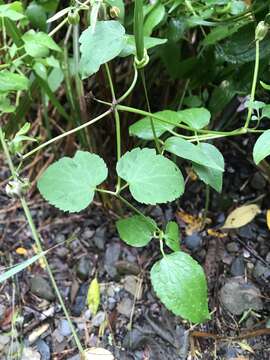 Image of Clematis lasiandra Maxim.