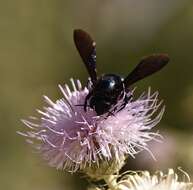 Image of Western Carpenter Bee