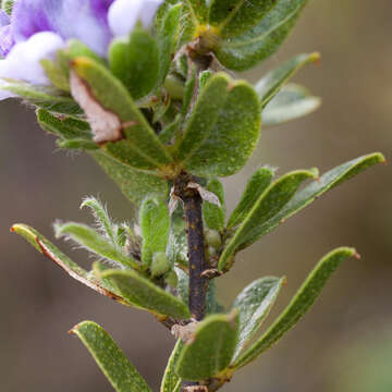 Image of Otholobium obliquum (E. Mey.) C. H. Stirt.