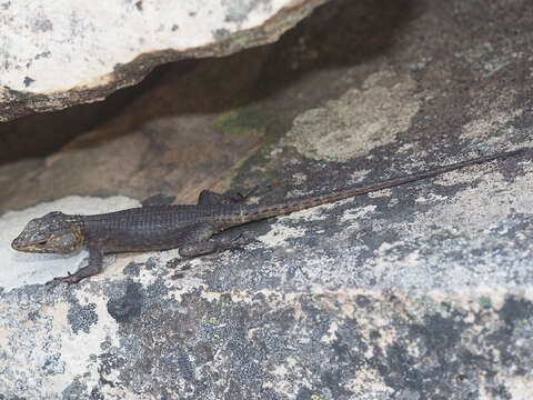 Image of False girdled lizards