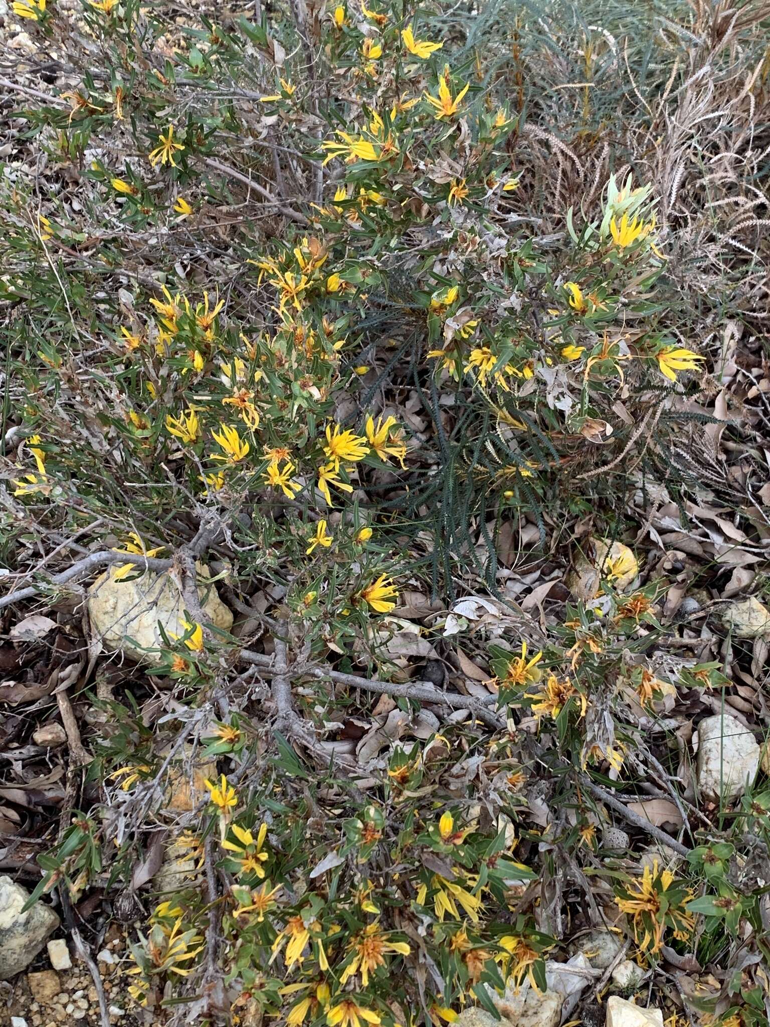 Image of Lambertia multiflora var. darlingensis R. J. Hnatiuk