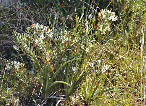 Image de Albuca longifolia Baker