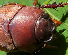 Imagem de Phyllophaga (Phyllophaga) quercus (Knoch 1801)