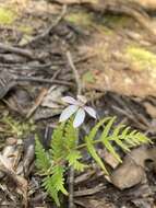 Image of Elegant Caladenia